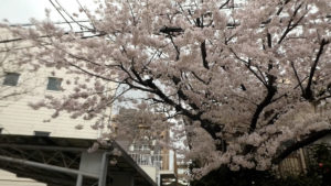 ぶぎん通り商店会　満開の桜